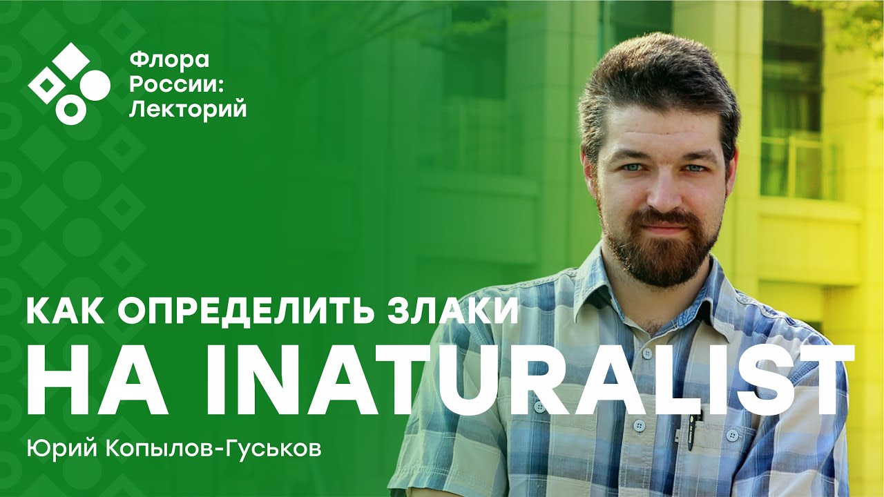 Как определять злаки на iNaturalist? (Юрий Копылов-Гуськов)