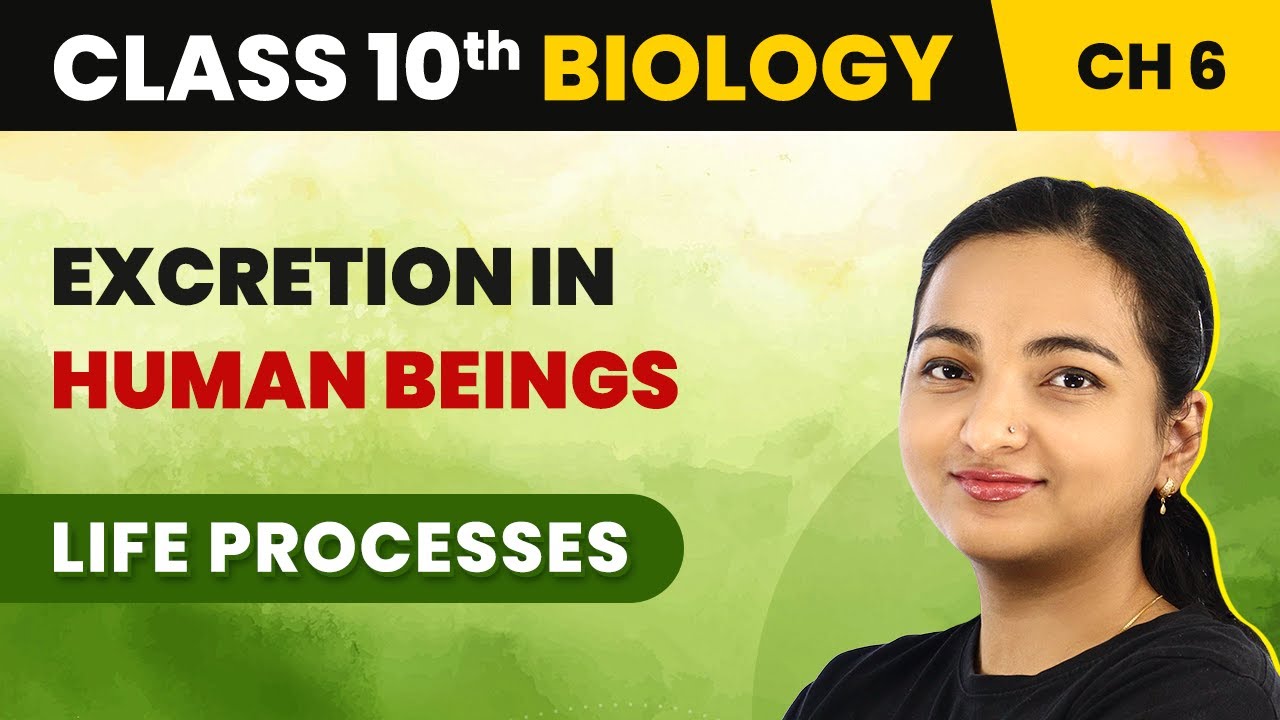 Class 10 Biology Chapter 6 | Excretion in Human Beings - Life Processes