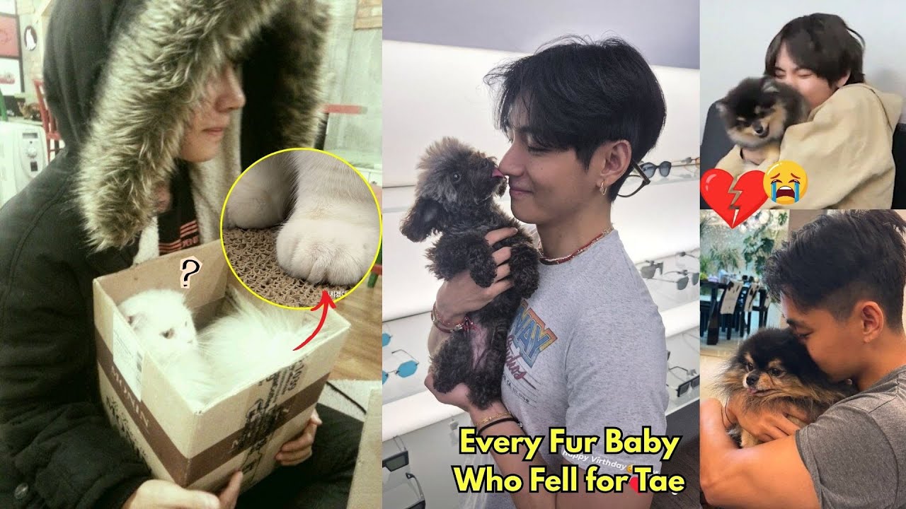 Uncovering the Proof of Kim Taehyung's Pure Soul, Loved by All Animals🥹 Behind the Prince's Charisma
