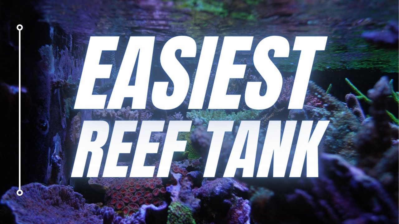 EASIEST Reef Tank: 29 Gallon (NO SUMP, NO RODI, NO SKIMMER)