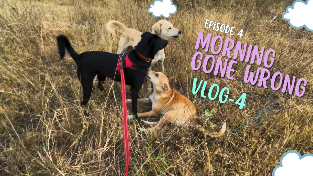 42 min Morning Dog Walk (No Talking) | She Rolled in Garbage... 🤢 | Funny Dog Vlog 4