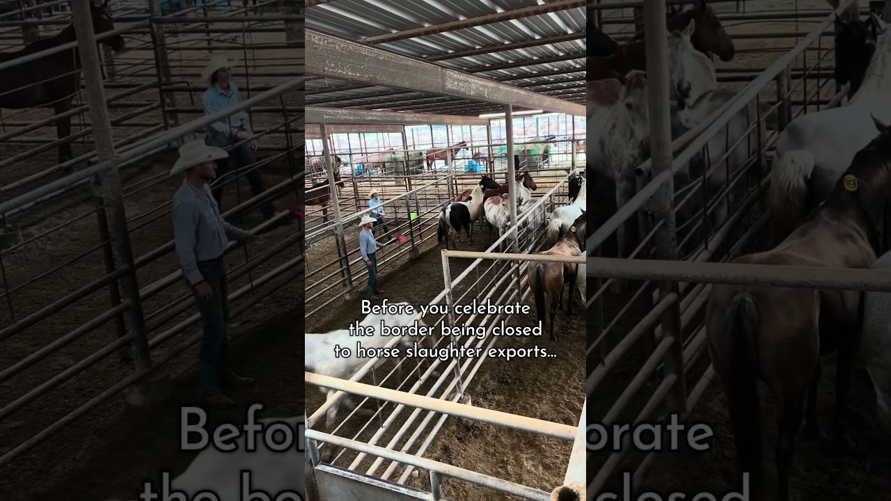 The border closure isn&rsquo;t SAVING the horses who would&rsquo;ve been shipped to slaughter this week&hellip;.