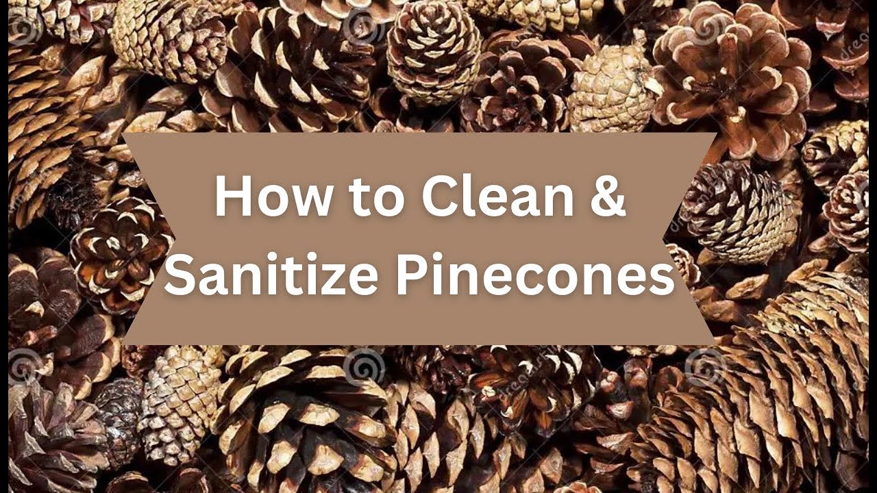 How to Clean & Sanitize Pinecones