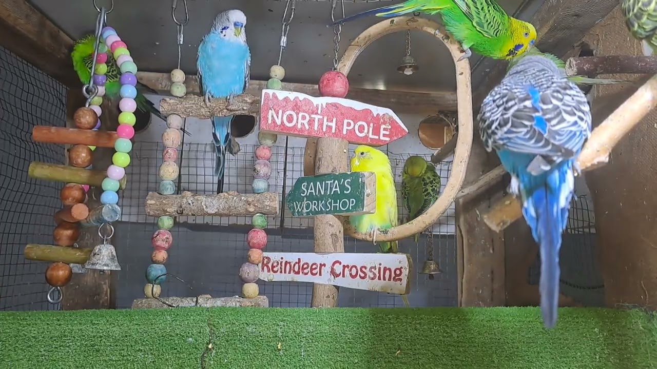 “This parrot knows all the words 🗣️🦜 #BirdTok”