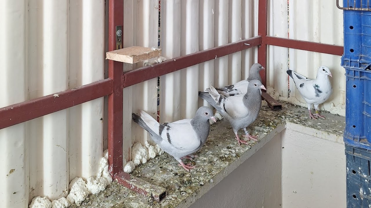 SABUNİ POSTALAR İLK DEFA DIŞARDA 