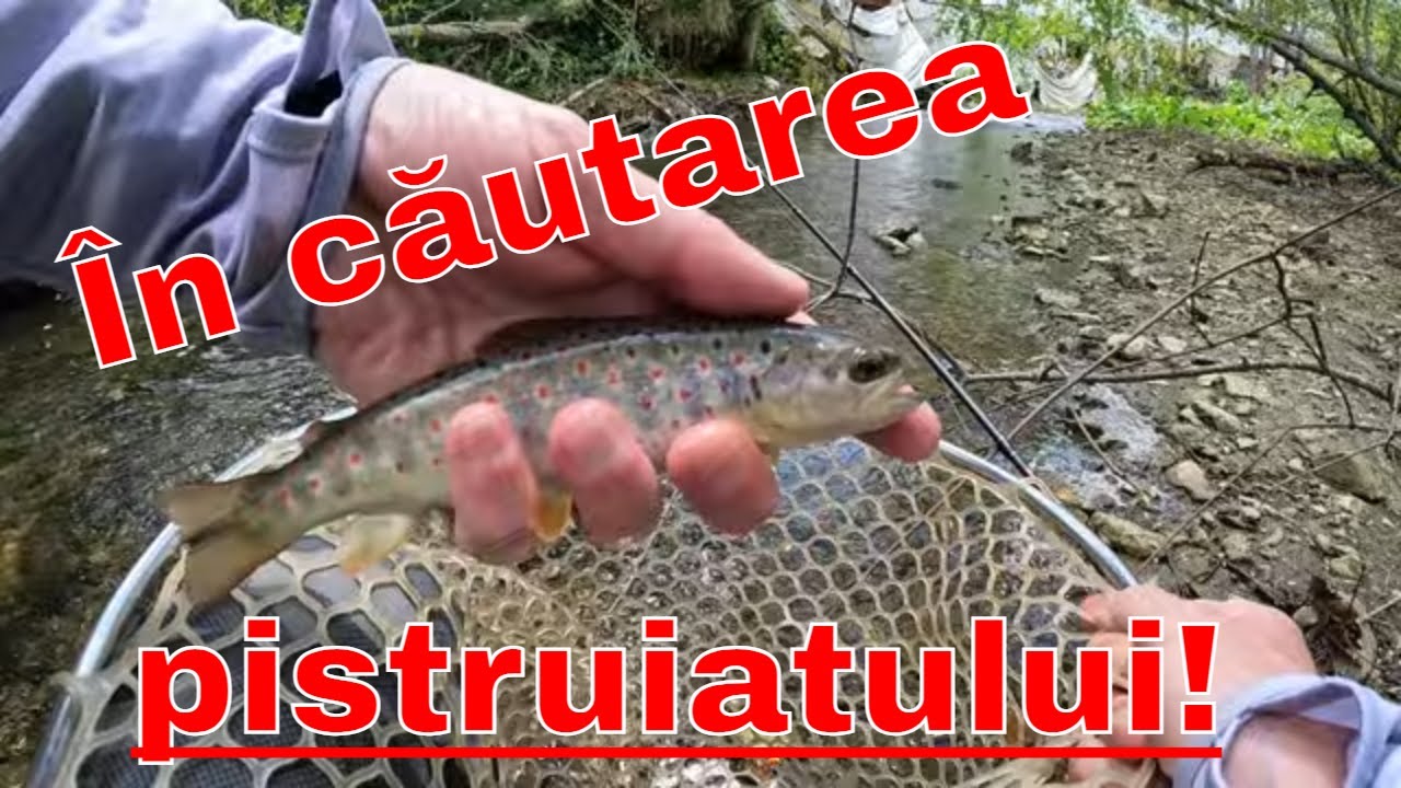 - Spinning la păstrăv - În căutarea pistruiatului pe ape de munte!
