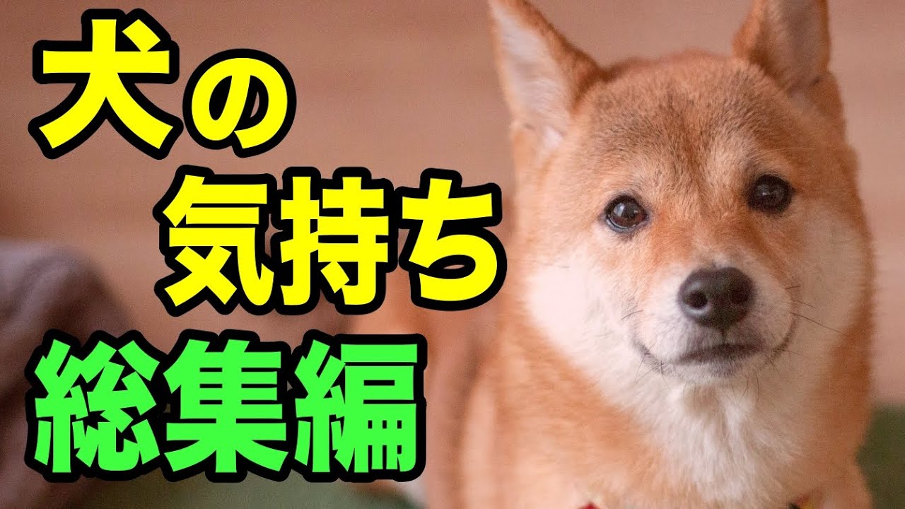 犬の気持ちを獣医師が解説します【総集編】