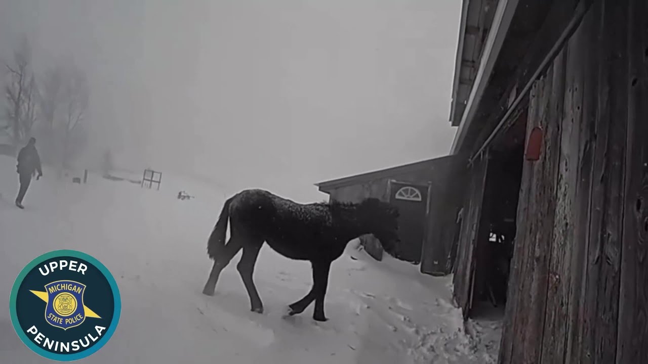 MSP, Border Patrol shoo horse into barn during blizzard