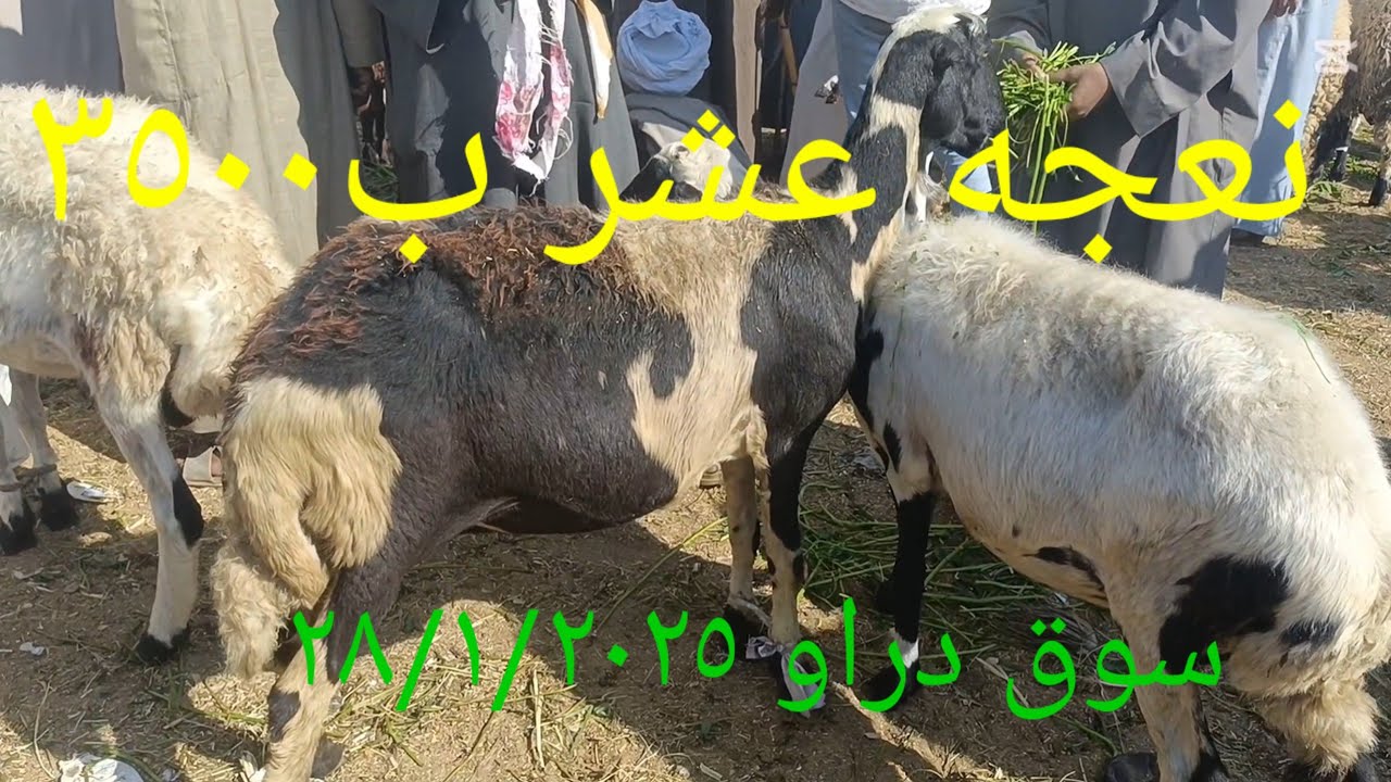 اسعار الغنم نعجه عشر ٣٥٠٠وماعز عشر٢٥٠٠  من سوق دراو محافظة اسوان ٢٨/١/٢٠٢٥