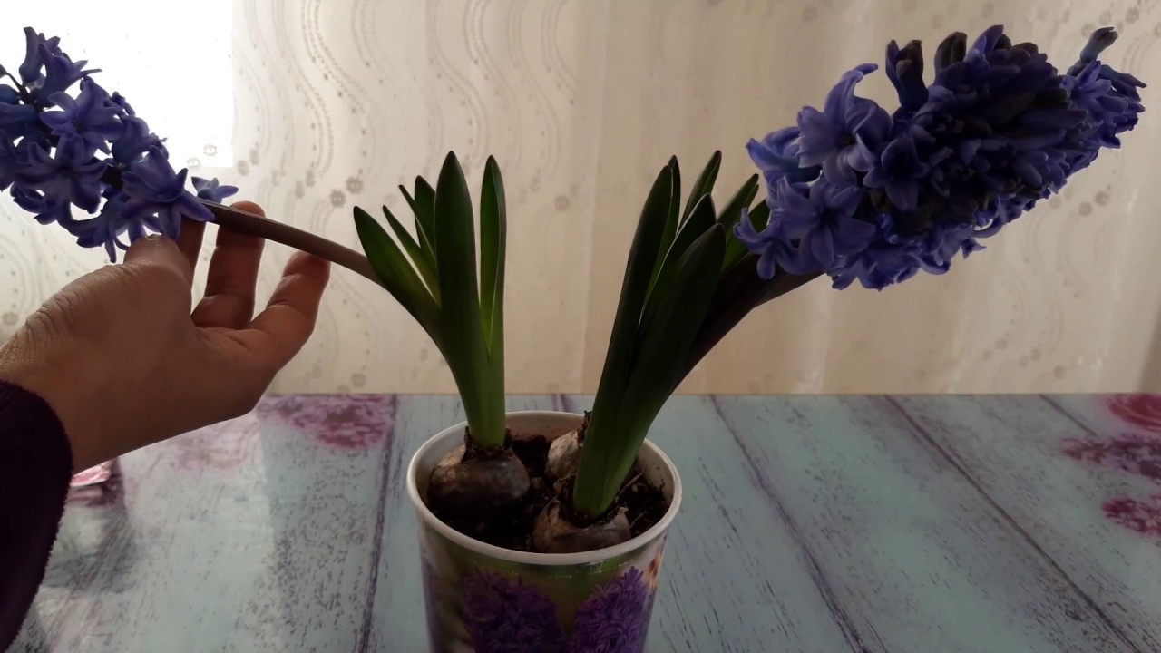 طريقة زراعة ورعاية الابصال الشتوية المزهرة الهايسنت والتوليب الملون Hyacinth. Tulipice