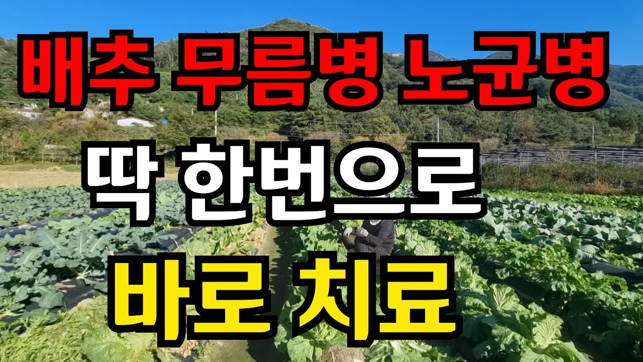 배추 무름병 노균병 딱 한번으로 바로 치료됩니다 농약보다 효과 빠름#김장배추 #주말농장 #귀농 #귀촌 #초보농부 #farming 