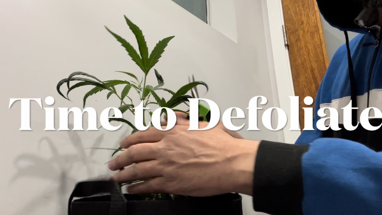 Defoliate Cannabis Leaf Removal
