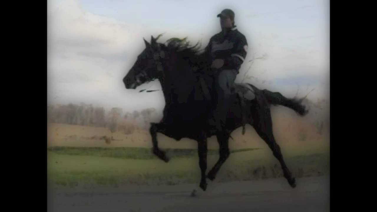 GT's Rock Star speed racking stud horse