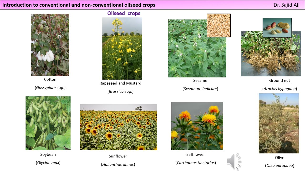 Conventional & non-conventional oilseed crops | Breeding oilseed crops | Dr. Sajid Ali