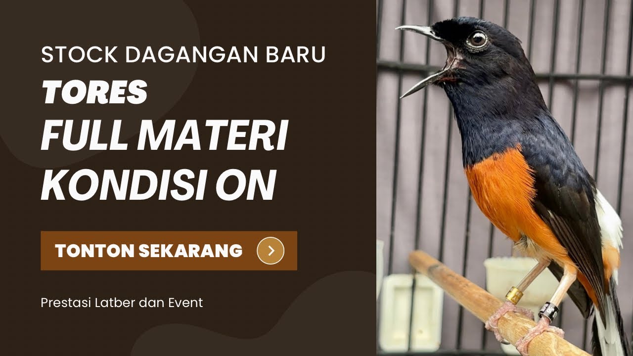 Dijual Murai Batu Tores Pestasi Event dan Latber