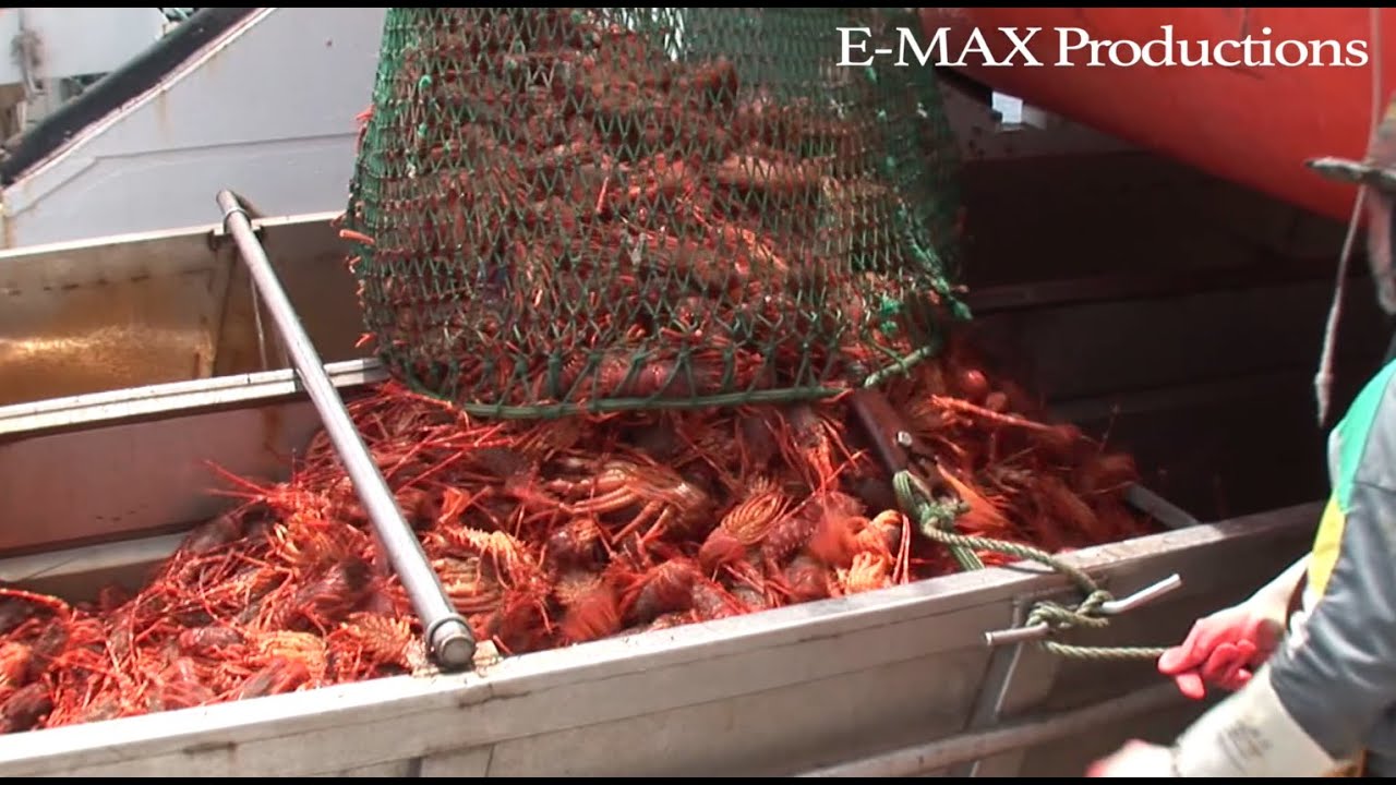LA LANGOUSTE DE SAINT PAUL & AMSTERDAM  à bord du navire SAPMER