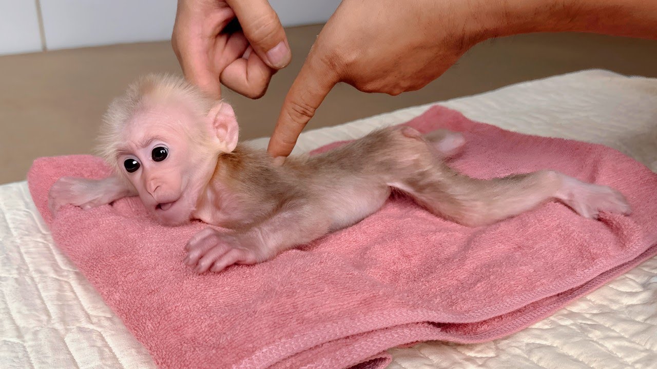 So smart! Baby monkey Lulu asks for a massage from Dad before going to sleep
