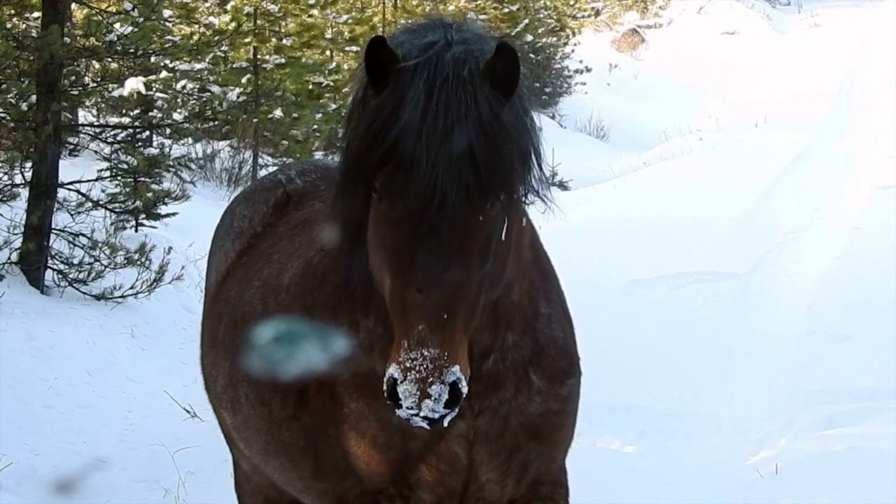 Alberta Wild Stallion Standoff