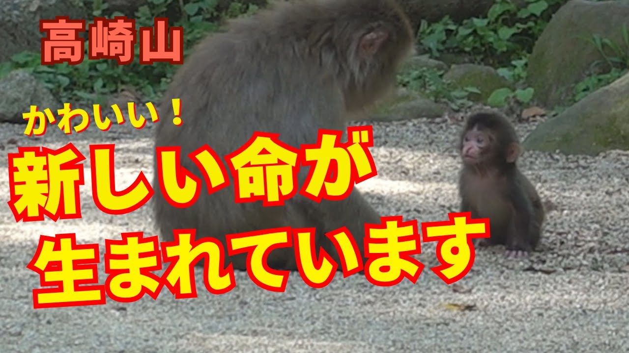 出産ラッシュが始まる！可愛い赤ちゃんザルに癒される【高崎山自然動物園】