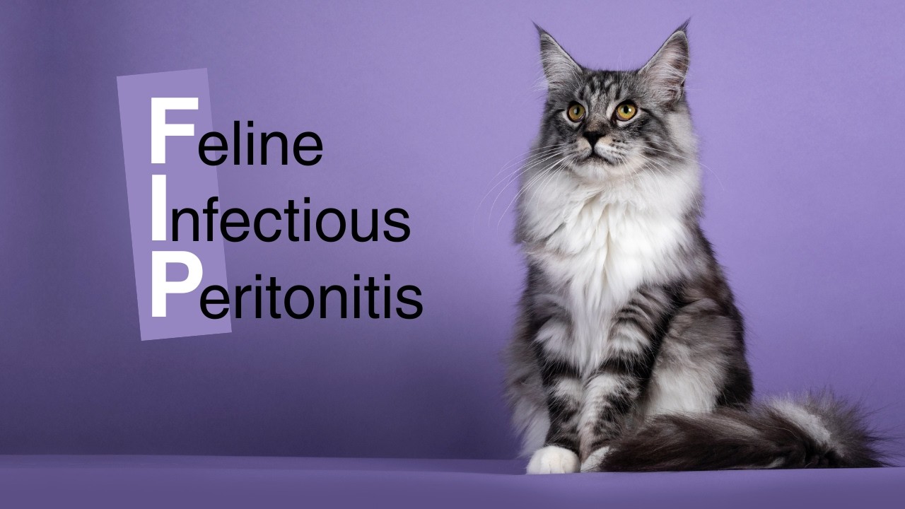 FIP (Feline Infectious Peritonitis): Fatal to Treatable