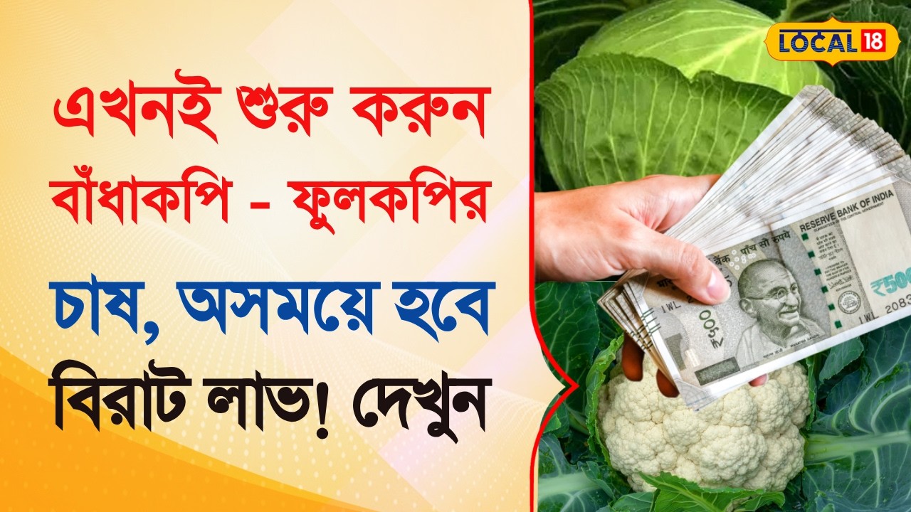 Bangla News | এখনই শুরু করুন ফুলকপি ও  বাঁধাকপির চাষ, অসময়ে হবে বিরাট লাভ! দেখুন | #local18
