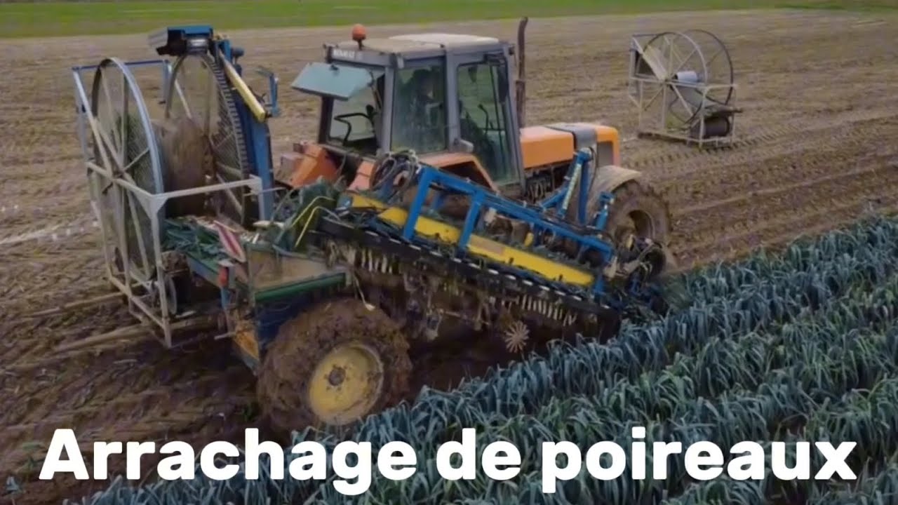 arrachage de poireaux