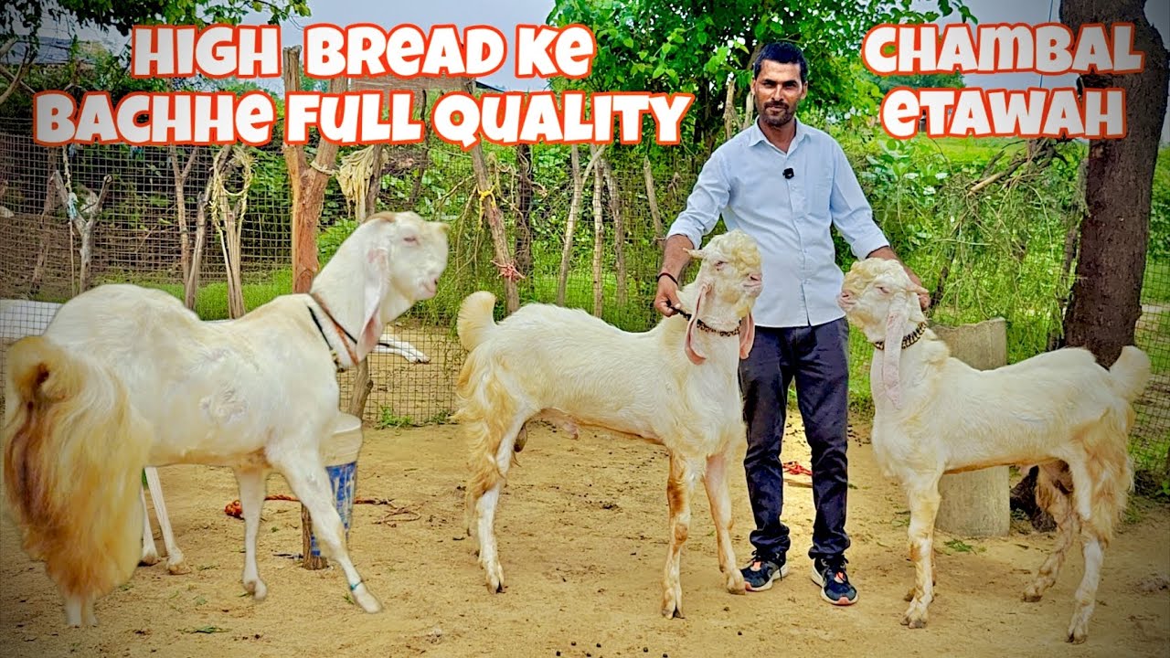 High bread ke bachhe extreme quality at pintu bhai #hansagoat 