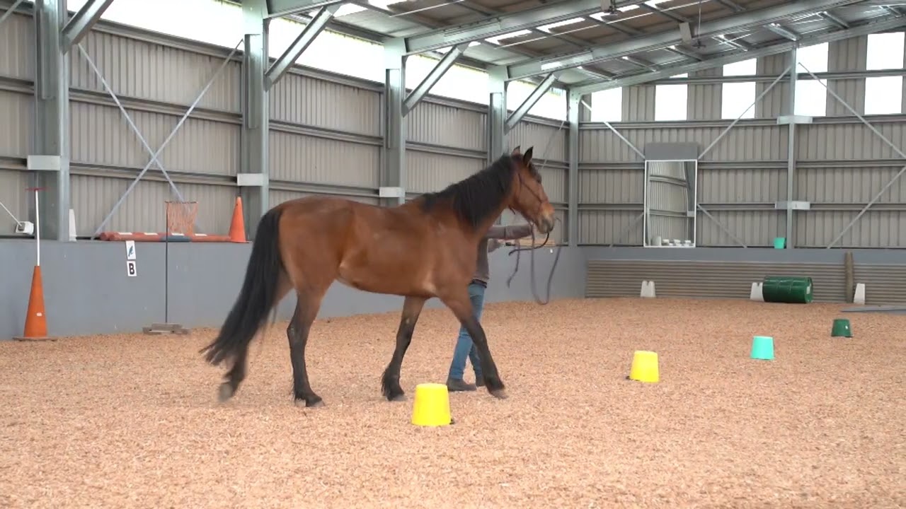 Learning to set boundaries with a horse that comes too close - part one