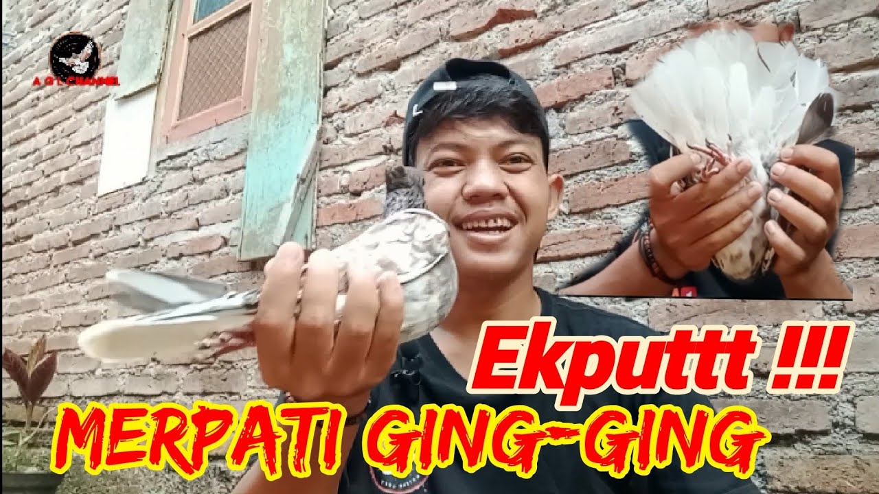 Cakep Bangett Merpati Ging- Ging Ekputt !!! #AGL_Cahanel