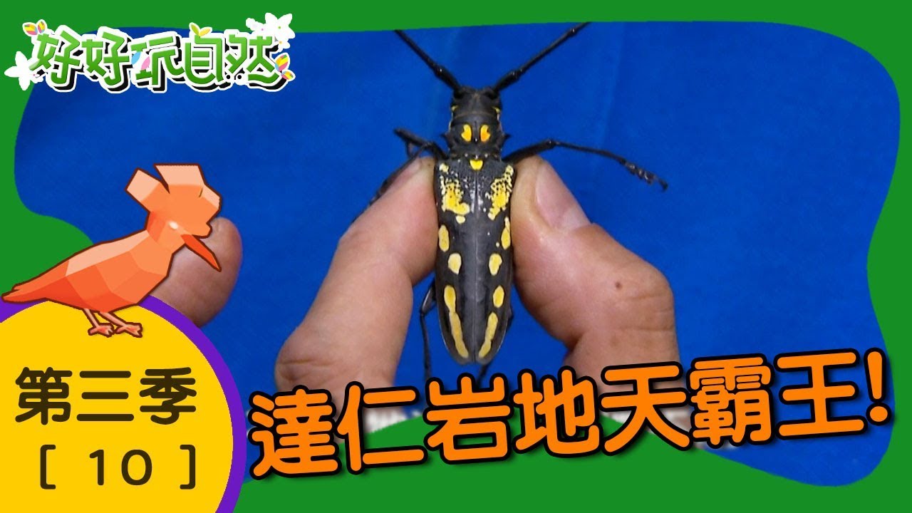 【好好玩自然】達仁岩地天霸王！白條天牛 花狹口蛙｜第10集_第三季｜台東｜柳丁哥哥 崇瑋老師｜生態探索｜YOYO