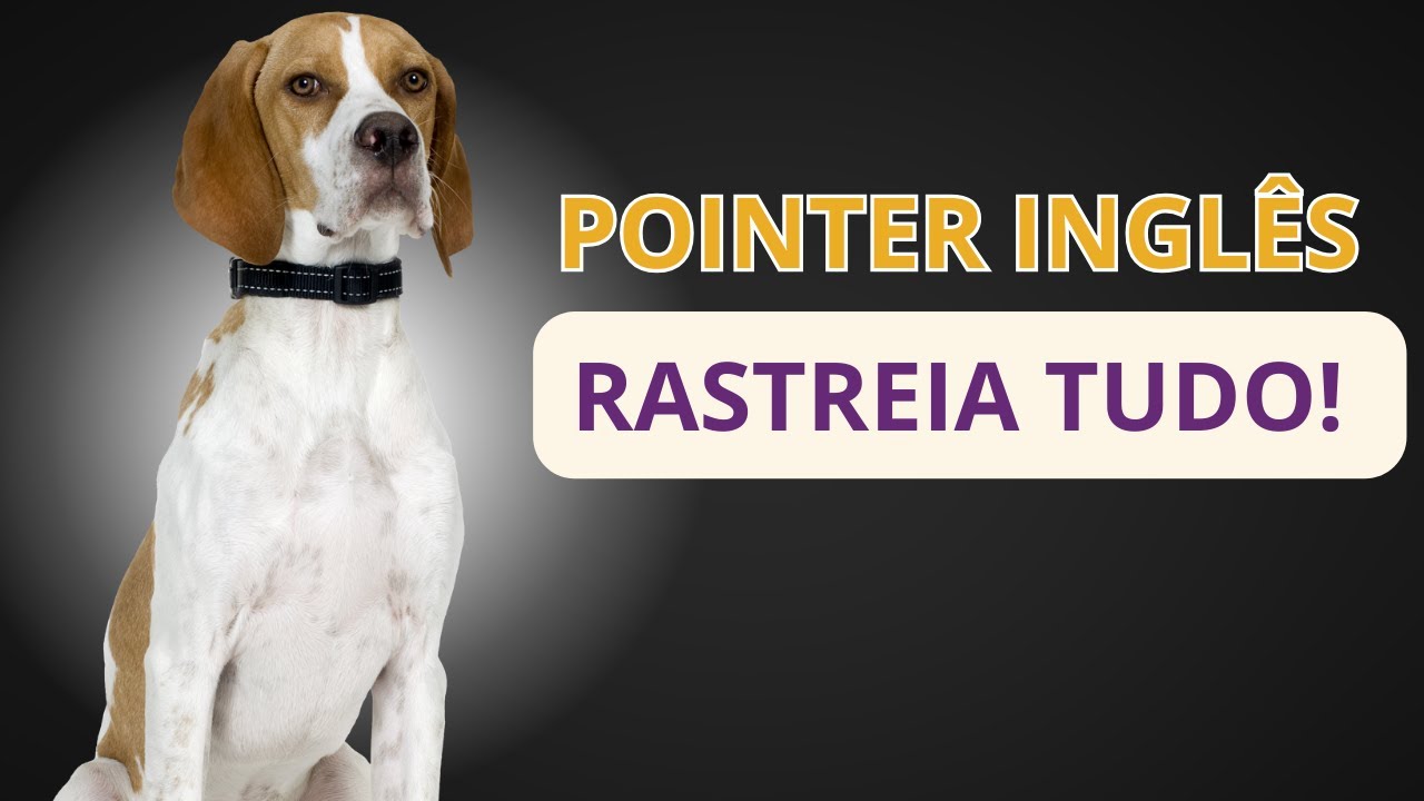 Pointer Inglês: Tudo sobre a raça