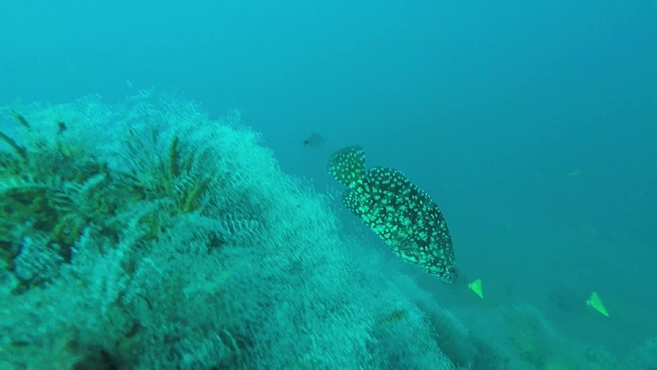 Best Dive Sites in Sea of Cortez Mexico - The Pinnacle