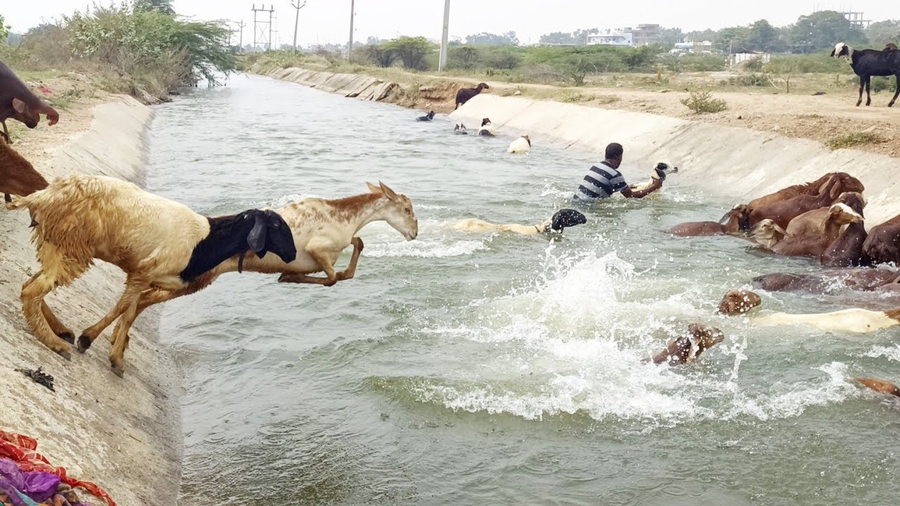 indian sheeps swimming in river-sheep jumping into the river-sheeps swimming in water-sheep swimming
