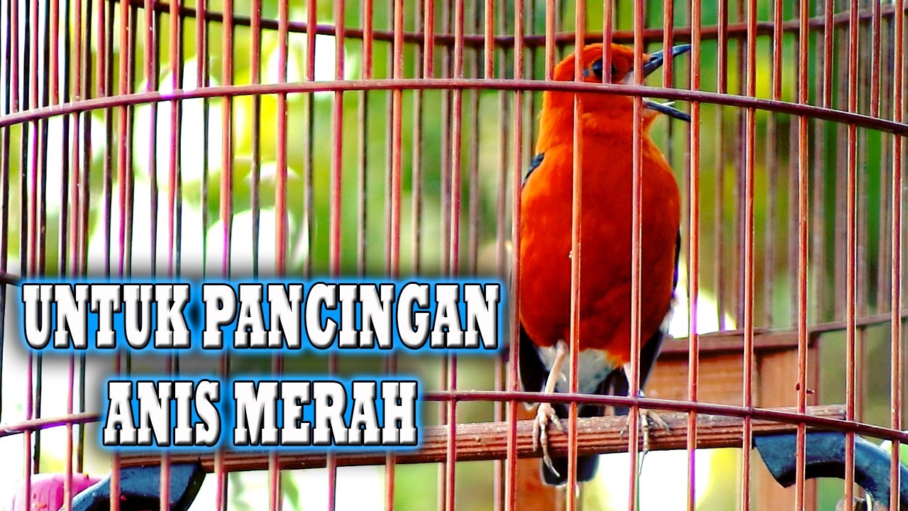 ANIS MERAH INI BIKIN GACOR ANIS MERAH dirumah ITU PASTI #pancingananismerah