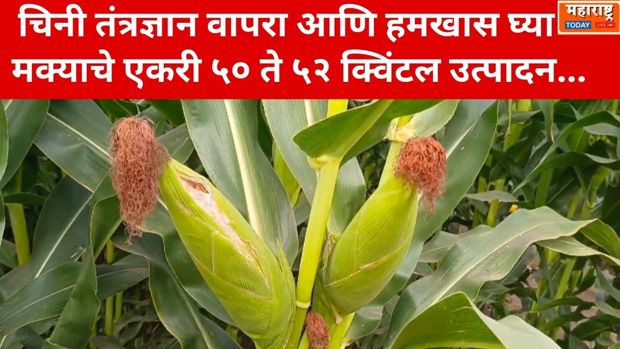 Baramati | चिनी तंत्रज्ञान वापरा आणि हमखास घ्या मक्याचे एकरी ५० ते ५२ क्विंटल उत्पादन....