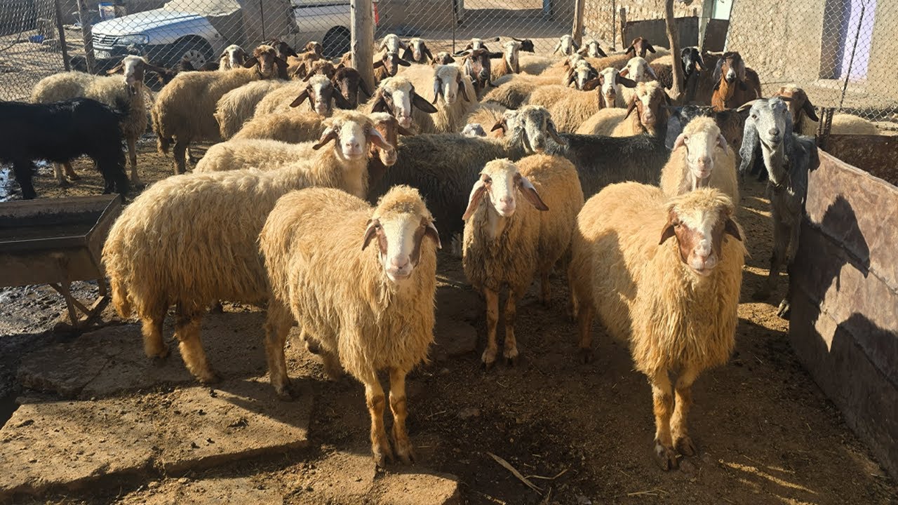 Feeding the Sheep | Rural Life in Winter