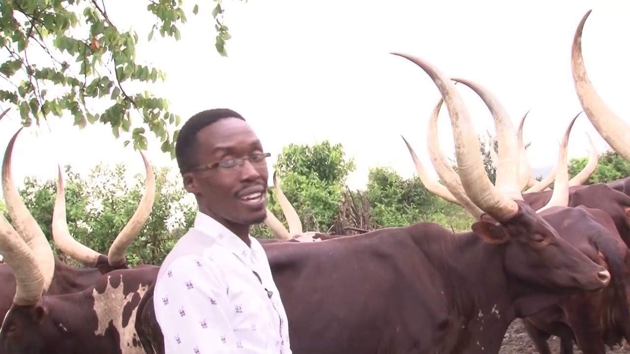 THE ANKOLE COW AT LAKE MBURO