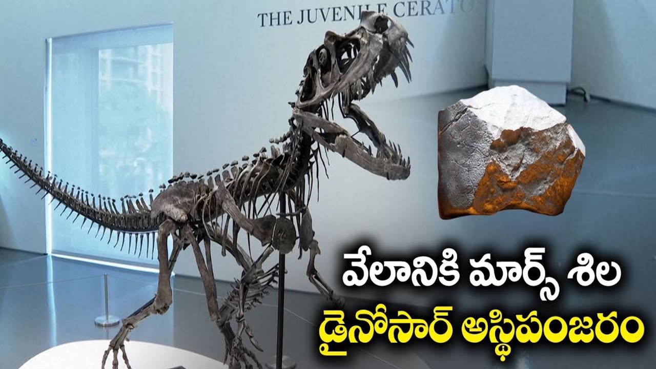 Biggest Mars Rock & Dinosaur Skeleton Up for Auction | వేలానికి మార్స్‌ శిల, డైనోసార్ అస్థిపంజరం