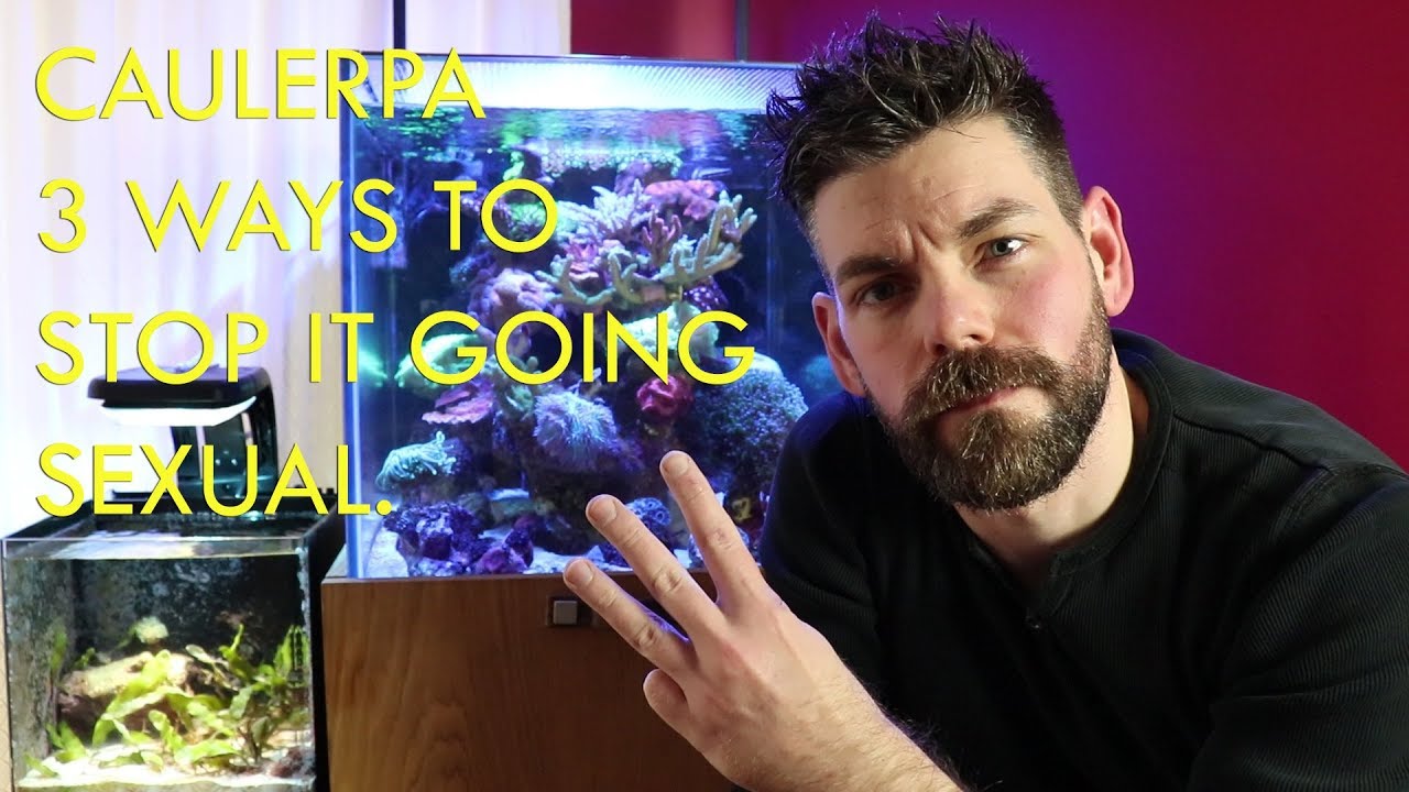 caulerpa 3 ways to stop it going sexual