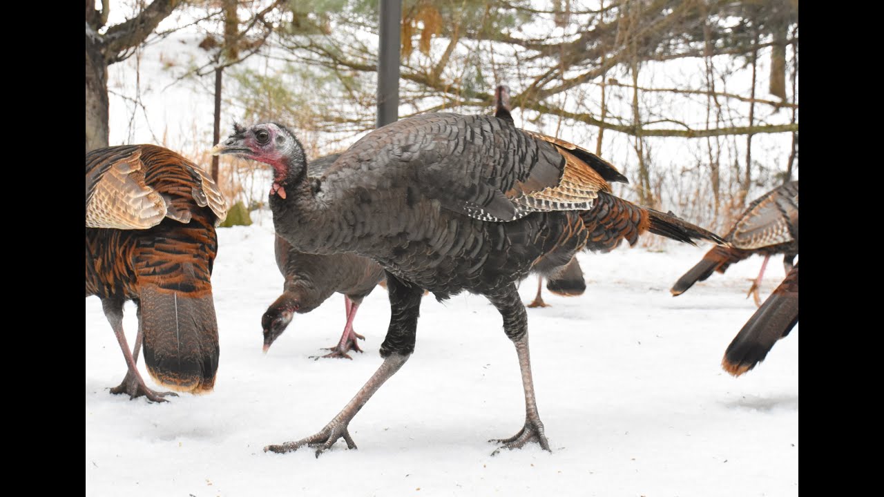 Wild Turkeys!!🦃✖13 😜 #wildturkeys #wildbirds #wildlife #wildlifefriends #nature #bekindtoanimals