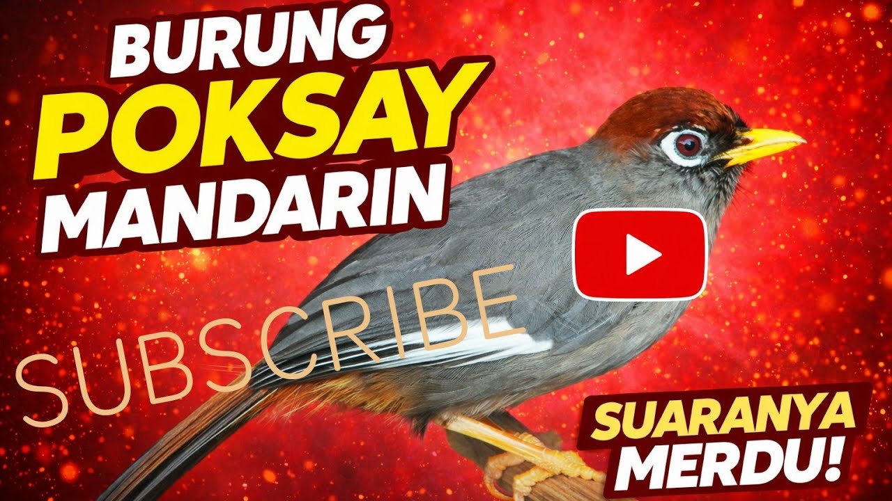 suara merdu poksay Mandarin