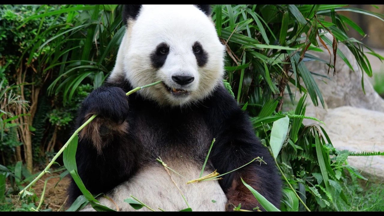 Panda 2026