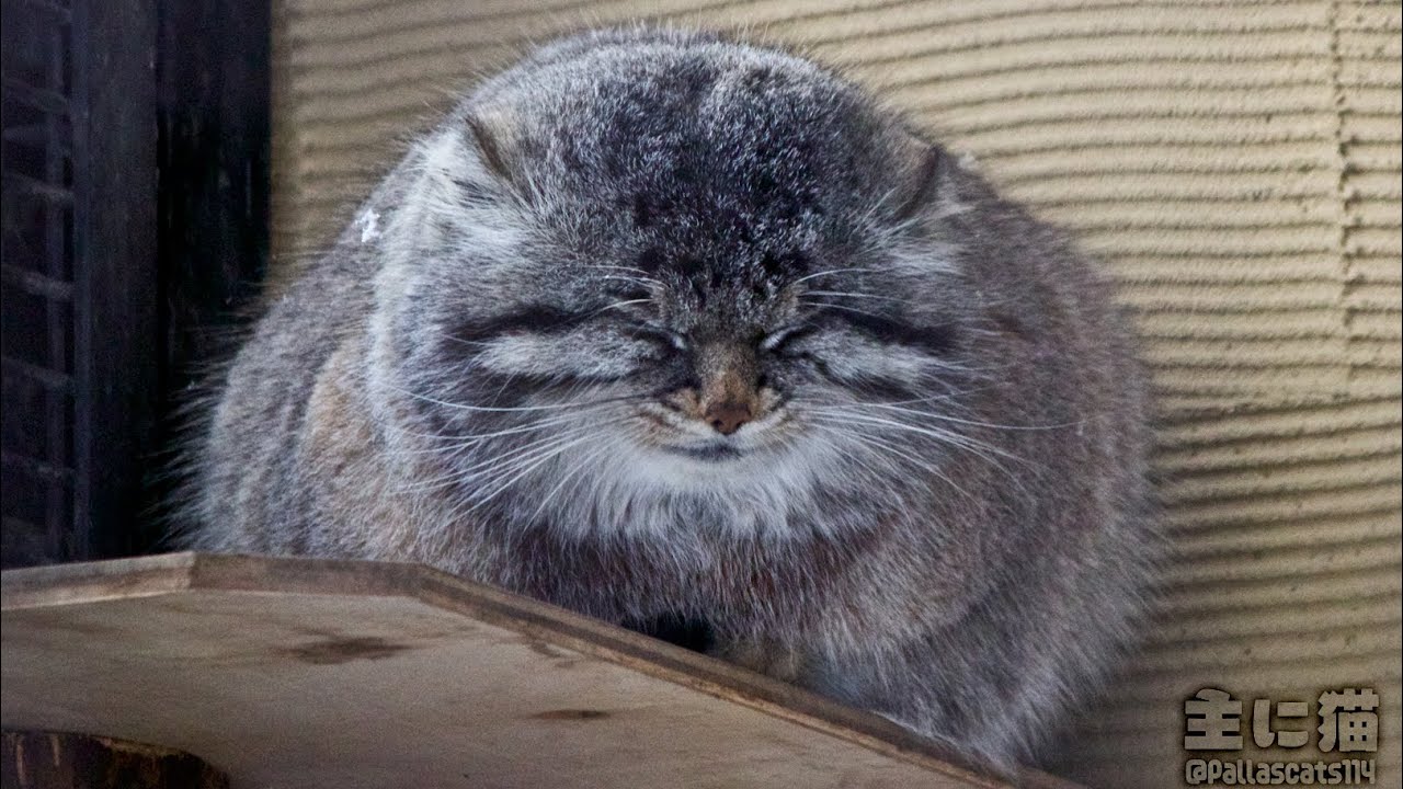 【旭山動物園】グルーミングしたり雪の中でじっとしたりするグルーシャ【Pallas's cat】【manul】