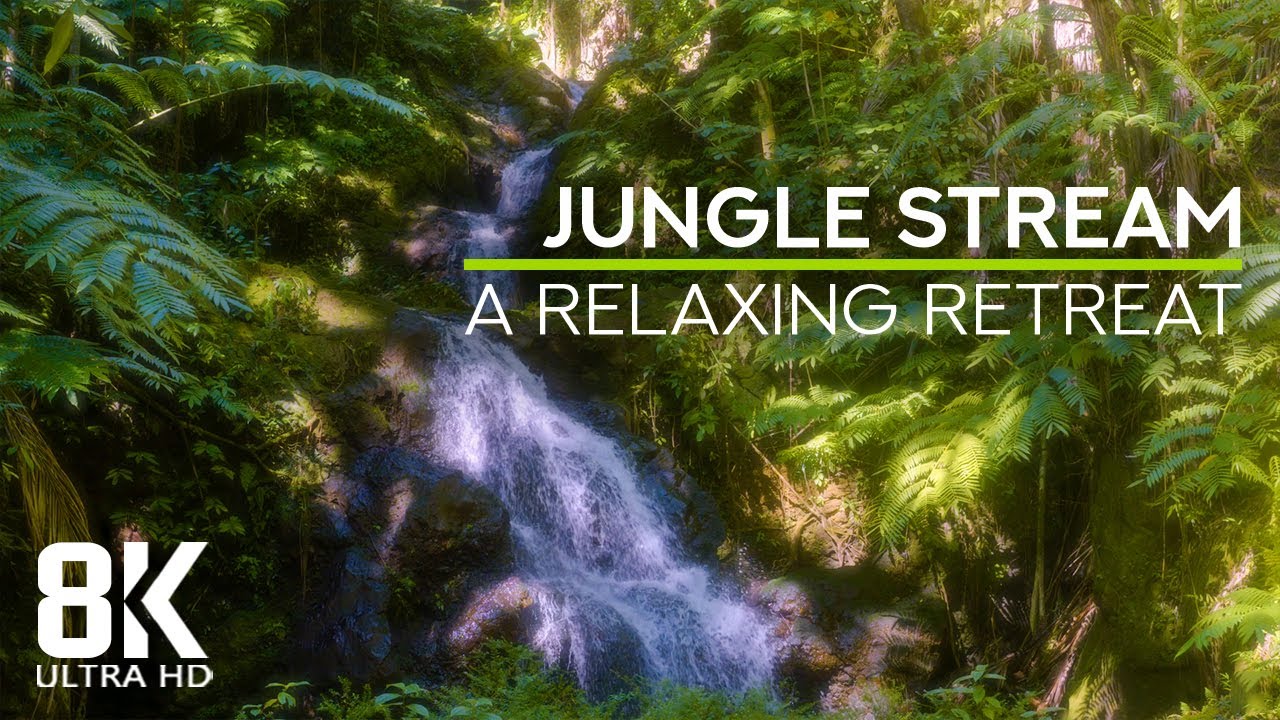 Soothing Jungle Stream Sounds + Tropical Birds Chirping - 8K Relaxing Retreat for Heart and Soul