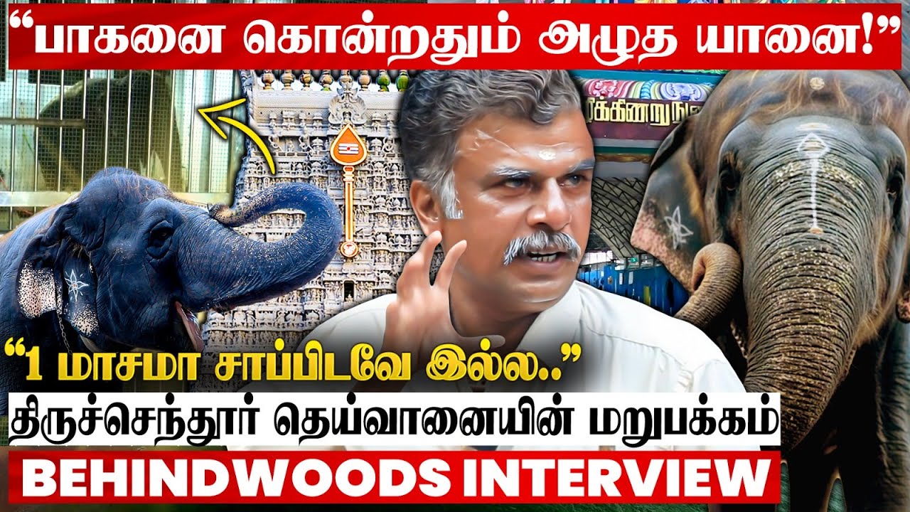 3500 கிலோ குழந்தை இது..!🐘 திருச்செந்தூர் தெய்வானையின் உண்மை முகம்! பாகன் பேட்டி