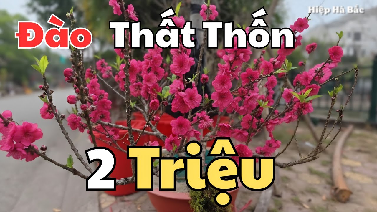 Báo giá chi tiết hoa Đào, Lê Tây Bắc, tại Bắc Giang ngày 12 tháng 12 âm lịch