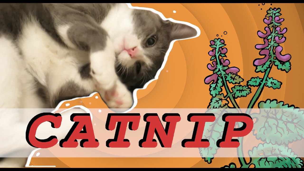Cat Tries Catnip For The First Time | Nepeta cataria - Kattenkruid