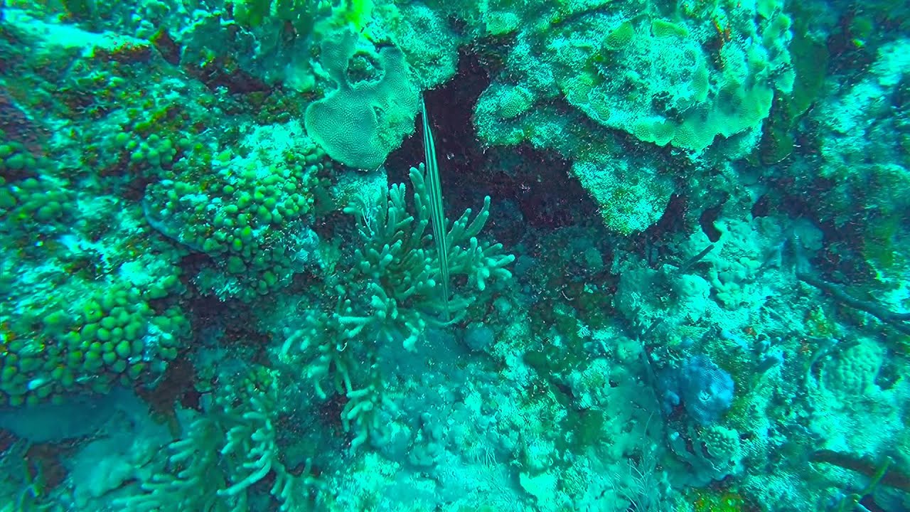Dive Puerto Rico - Sea Ventures - Fajardo, PR
