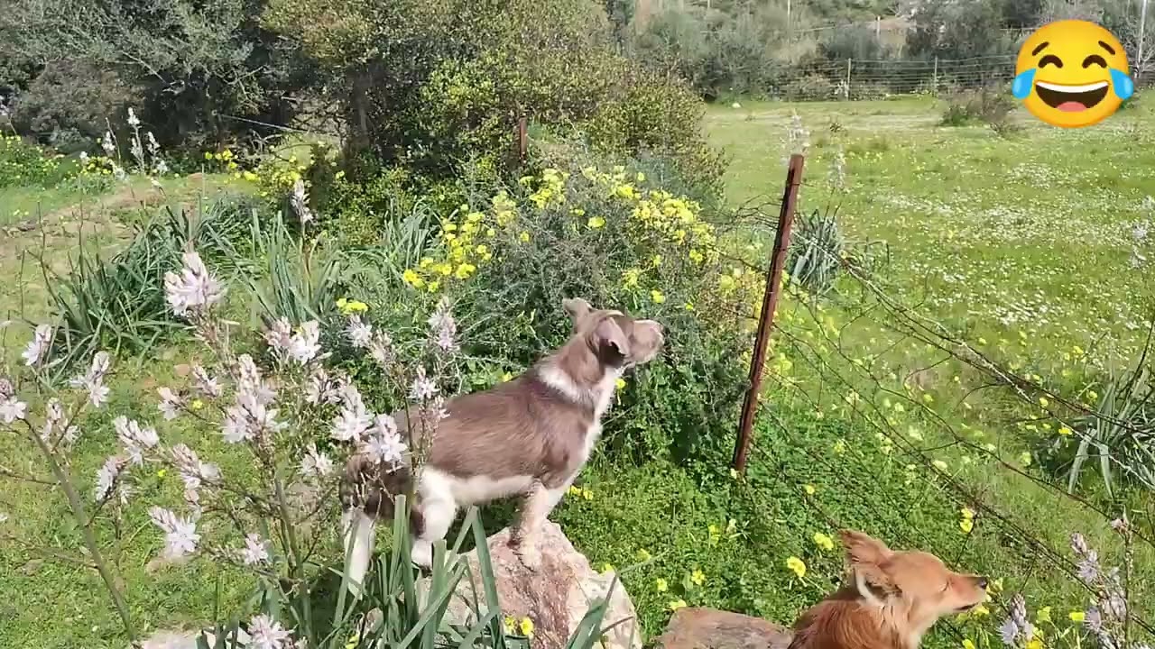 Quando le campane suonano, Luna fa il bis 😂Cane fuori controllo 😂😂
