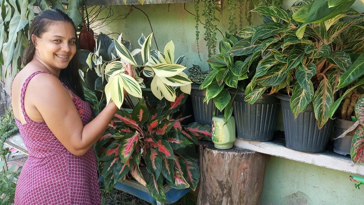 PLANTAS LINDAS 🌺 MISTURINHA MÁGICA DEIXA ELAS UM LUXO DE PLANTAS 💚 CUIDAR DE PLANTAS E UMA TERAPIA🙌🏼